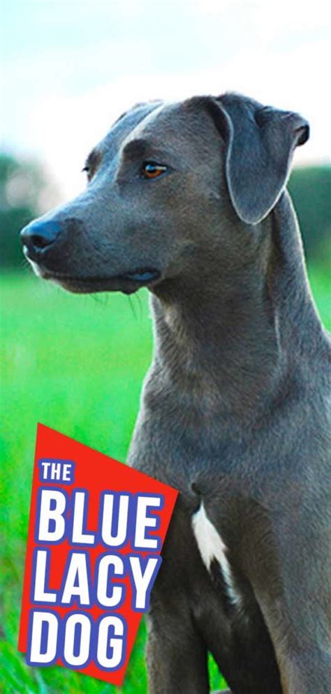 Blue Lacy Dog A Guide To The Texan Working Dog Breed