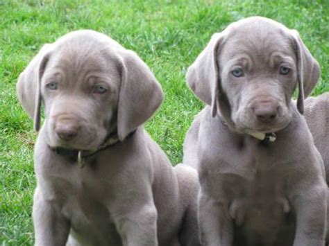 .classifieds site, you will find all the oregon classifieds with pictures and detailed descriptions. AKC Weimaraner Puppies for Sale in Portland, Oregon Classified | AmericanListed.com