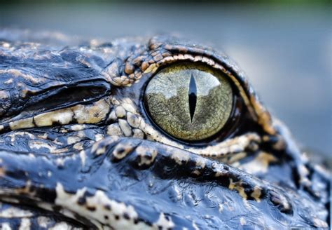 Alligator Eye Closeup Fwc Photo By Chad Weber Flickr