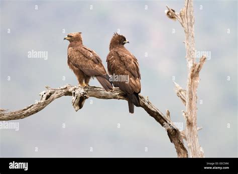 African Crowned Eagles Hi Res Stock Photography And Images Alamy