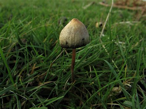 Eleganz Schläger Einfach Liberty Caps Schlagloch Oberst Administrator