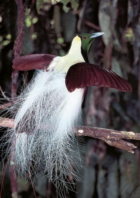 Most Terrifying And Amazing Creatures On Earth Emperor Bird Of