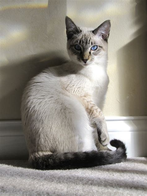 Use the search tool below and browse adoptable siamese! How big does a lynx siamese get? - Quora