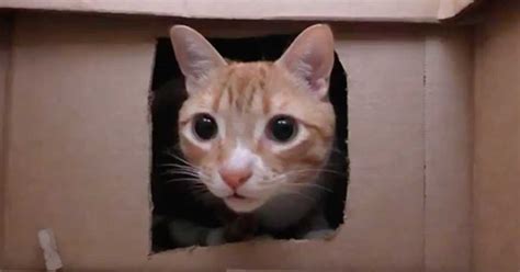 When it comes to adding a pet to the family, many individuals already this is why many animal shelters have taken to adopting out more than just dogs and cats. Owner Builds Massive Maze For His Cats. 3 Millions Have ...