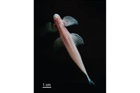 Bizarre Cavefish Can Walk Like A Four Legged Land Dwelling Creature
