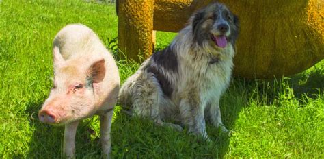 Pig Is Best Friends With A Dog