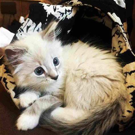 Lion cuts are sometimes performed for practical reasons, particularly when a cat's fur has become too matted to brush or comb out and has to be cut right down to the hair line to remove the knots and tangles. Ragdoll Cat Hair | Cat with blue eyes, Ragdoll cat ...