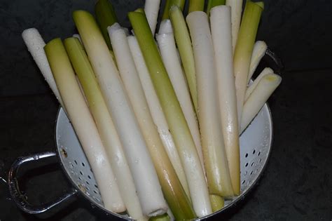 Edible And Medicinal Wild Plants Cattail Typha