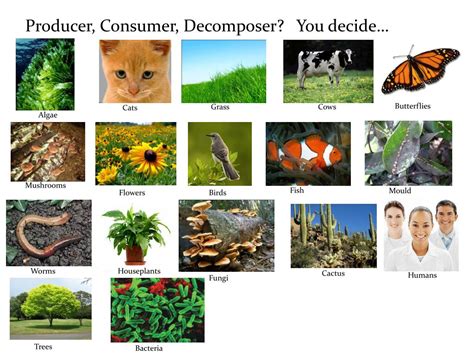 Ppt Producer Consumer Decomposer You Decide Powerpoint
