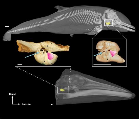 History Of Whale Hearing Ear Imaging Smithsonian Institution
