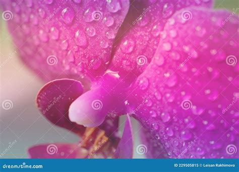 Toned Background Made Of Close Up View Of Blooming Magenta Colored