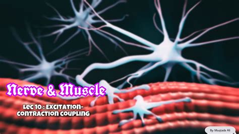 Nerve Muscle Lec Excitation Contraction Coupling Sliding