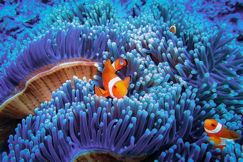The Most Incredible Underwater Photos Ever Taken Reader S Digest