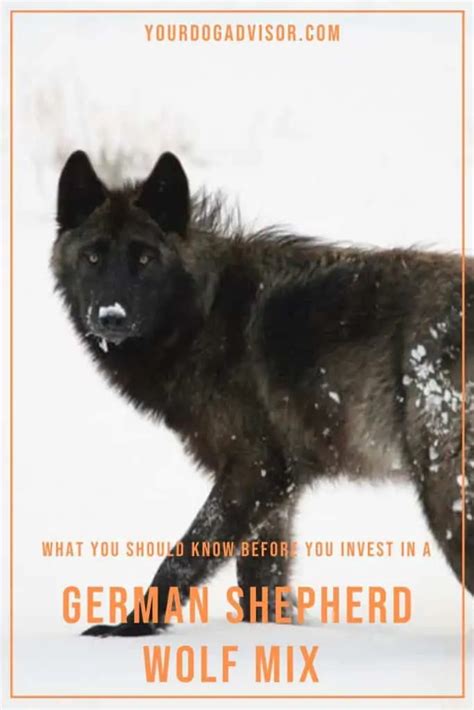 What You Should Know Before You Invest In A German Shepherd Wolf Mix