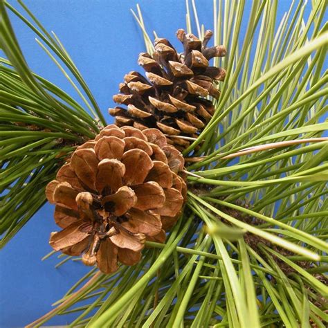 Red Pine Pinus Resinosa 10 Seeds