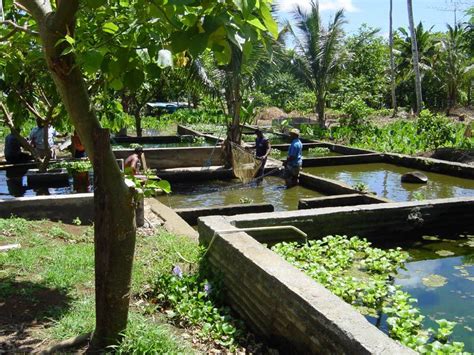Growing Your Own Fish Backyard Aquaponics Tilapia Farming