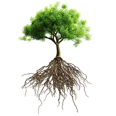 Royalty Free Plant Roots Pictures Images And Stock Photos Istock