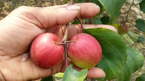 Kashmiri Apple Ber Plants Guideline And Plant Decision 9064309378 Youtube