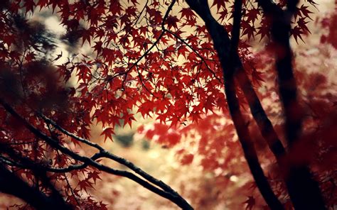 Fond Décran Lumière Du Soleil Des Arbres Tomber La Nature Rouge