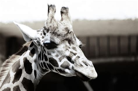 Free Images Nature Black And White Animal Wild Zoo Portrait