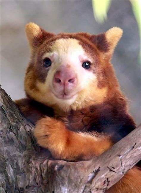 Theres Such A Thing As Tree Kangaroos And We Promise Its The Cutest