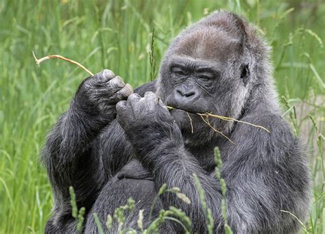 Celebrate World Gorilla Day With A Conservation Action