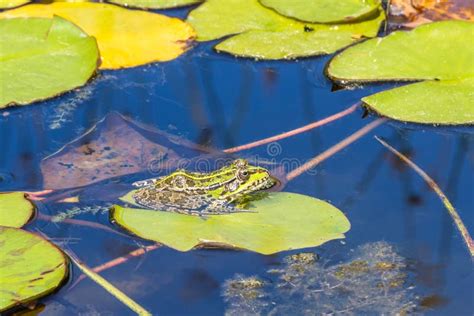 A Frog On A Water Lily Leaf In A Pond Stock Photo Image Of Summer