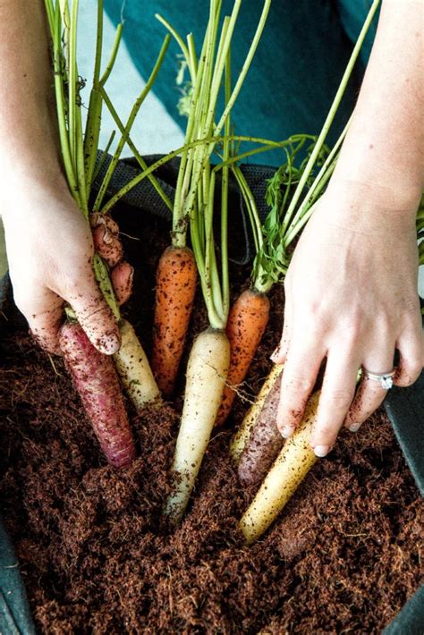 Growing Carrots 🥕 How To Grow And Harvest Your Own Carrots The Sage