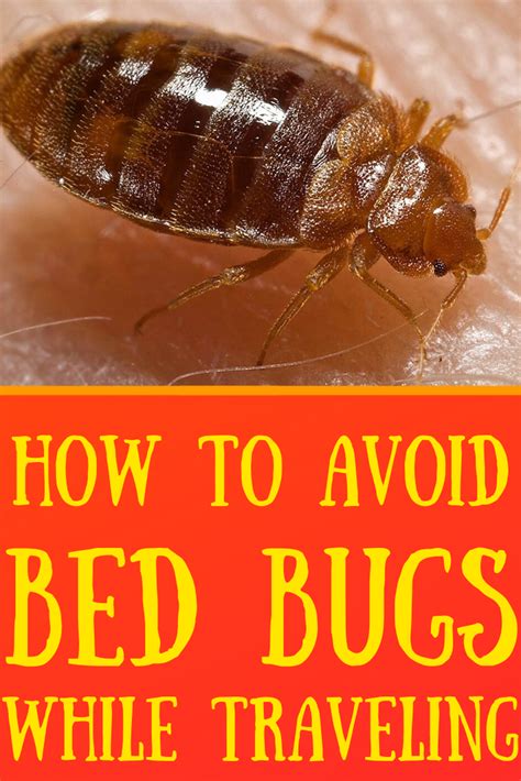 How To Avoid Bed Bugs While Traveling Bed Bugs Avoid Bed Bugs