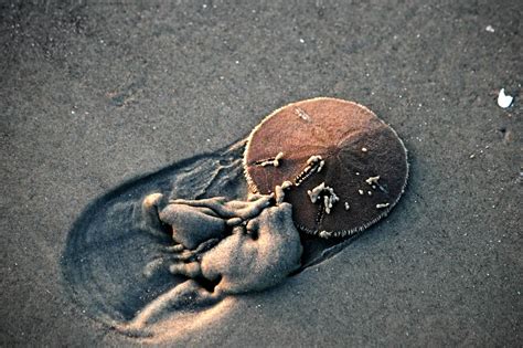 Live Sand Dollar Trying To Bury Itself In Beach Sand Sand Dollar