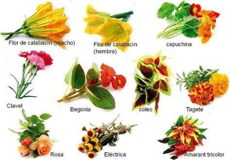Flores Comestibles MÁs Comunes Para Tus Platos AquÍ