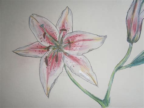 Stargazer Lily Pastel Drawing By Lrainey On Deviantart
