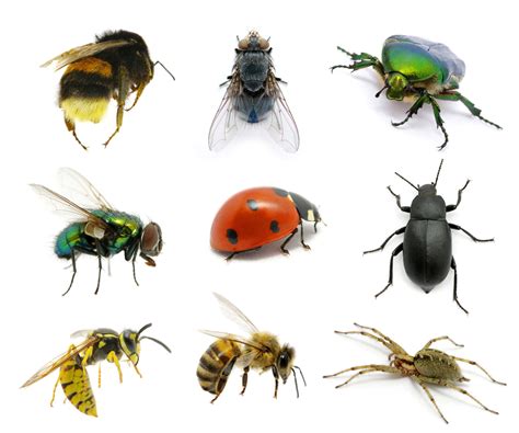 Common Household Pests In Illinois Pointe Pest Control