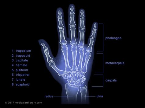 Right Hand Hand Bone Anatomy Anatomy Structure