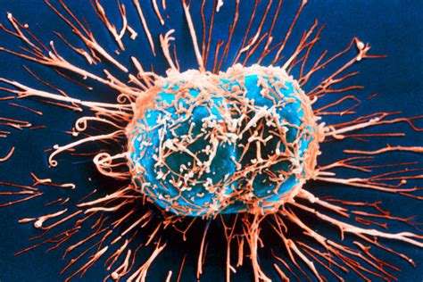 Hücre Tipleri Nelerdir? | Probiyotix