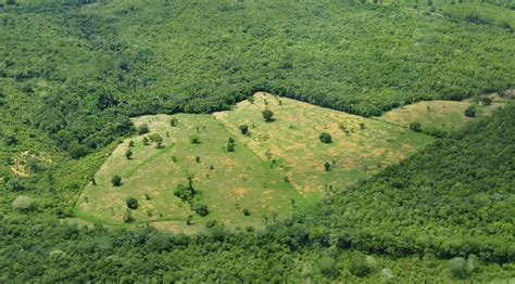 Tropical Forests Are Being Replanted But How Long Will The New Trees