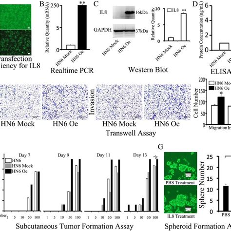 il8 expression was higher in cd10h tumor cells cd10h hn6 and cd10l hn6 download scientific