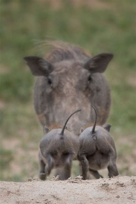 Warthog Babies Animals Wild Cute Baby Animals Animals Beautiful