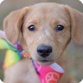 Best dog i've ever had, energetic, healthy and a member of the family. Colorado Springs, CO - Labrador Retriever Mix. Meet Val a ...