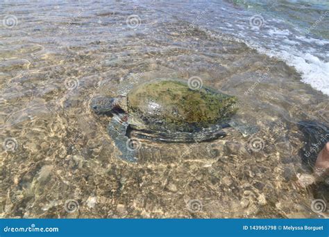 Big Turtles Hikkaduwa Beach Sri Lanka Stock Photo Image Of Green