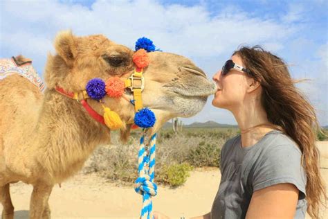 Paseo En Camello Por El Desierto De Los Cabos