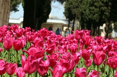 Why Is The Tulip The Symbol Of Turkey From Blog Turkey Homes