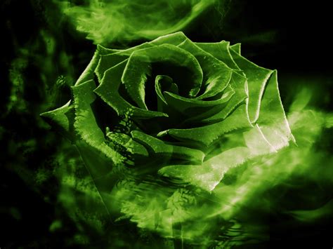 Green Rose By Hzsolt20 On Deviantart