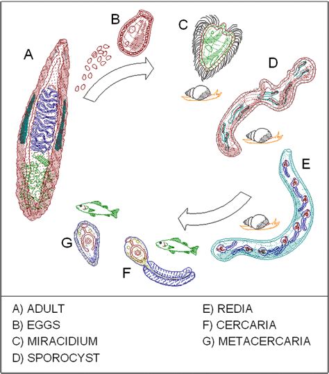 Life Cycle Platyhelminthes
