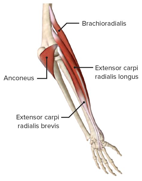 Forearm Anatomy Concise Medical Knowledge
