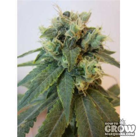 Organic Cannabis Seeds Our Top Picks For Auto Regular And Feminised