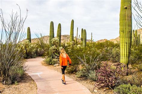 12 Amazing Things To Do In Saguaro National Park Tucson Arizona