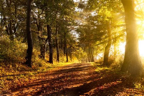 Sunset On A Forest Path In Autumn Stock Image Image Of Travel Europe