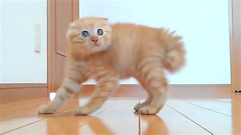 Funny Cats And Funny Moments Of Funniest Cats Compilation 2016 Funny
