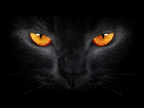 Hd Wallpaper Dark Background Black Cat Scary Yellow Eyes